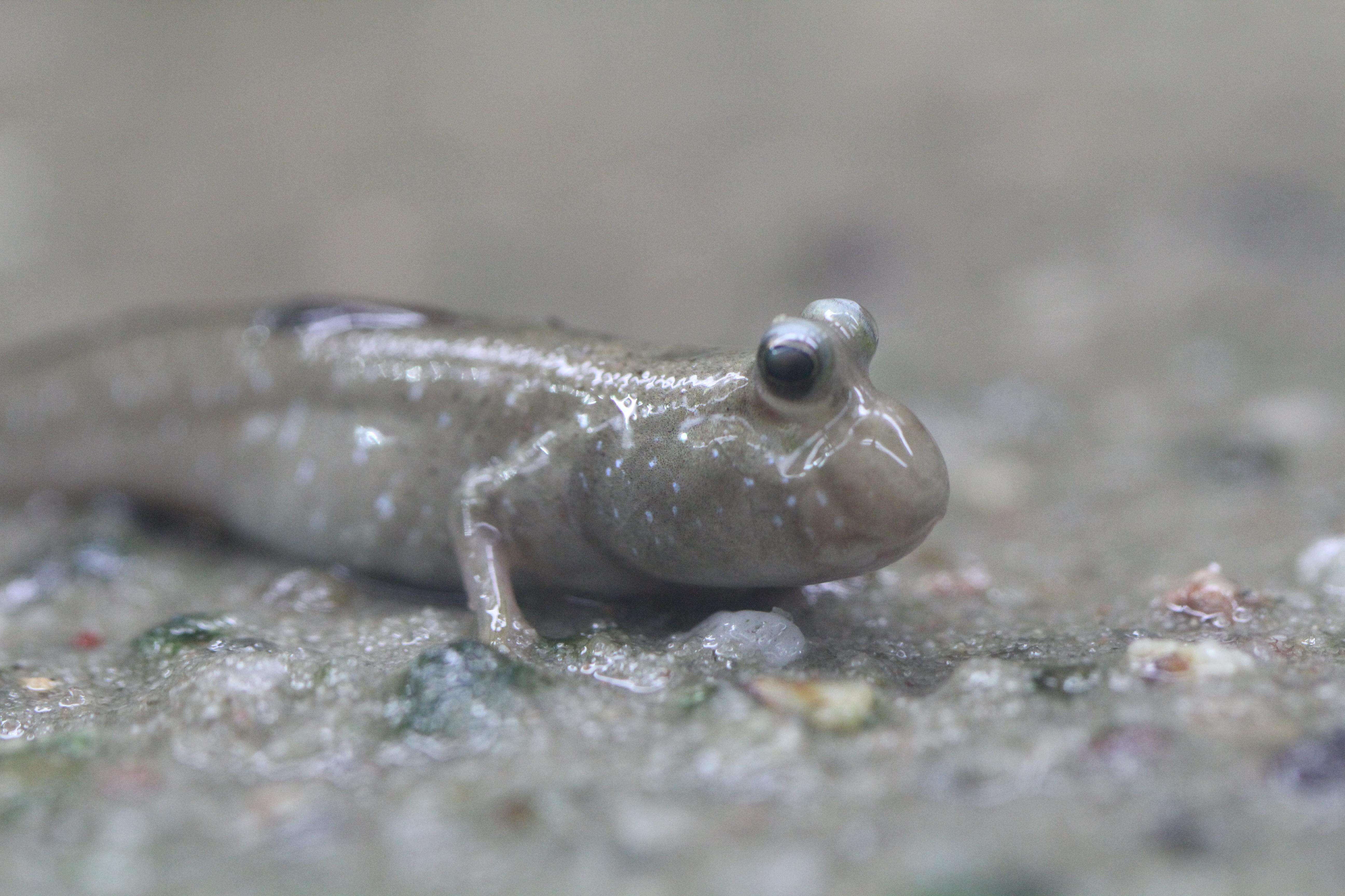 Image of Pearse's mudskipper