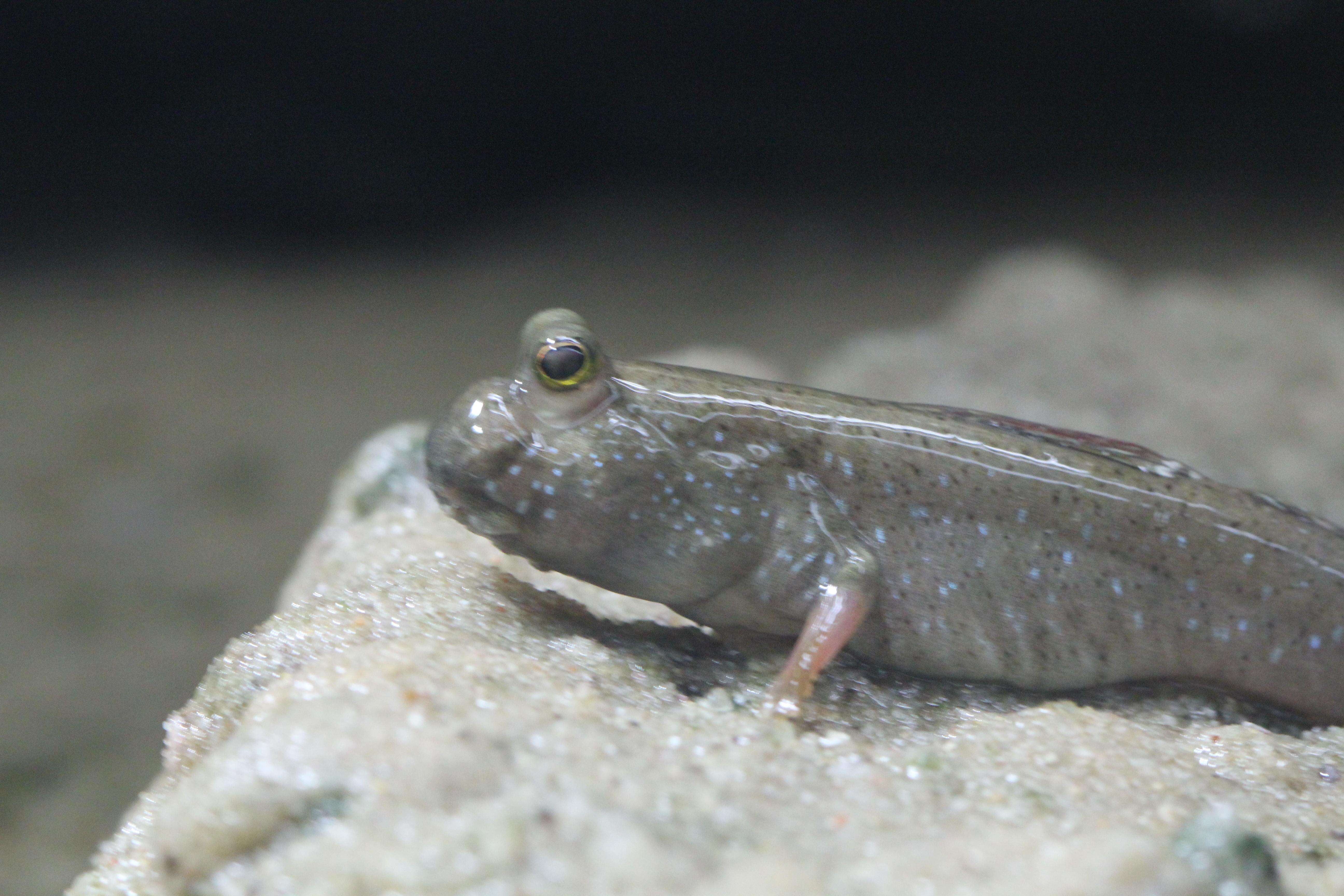 Image of Pearse's mudskipper