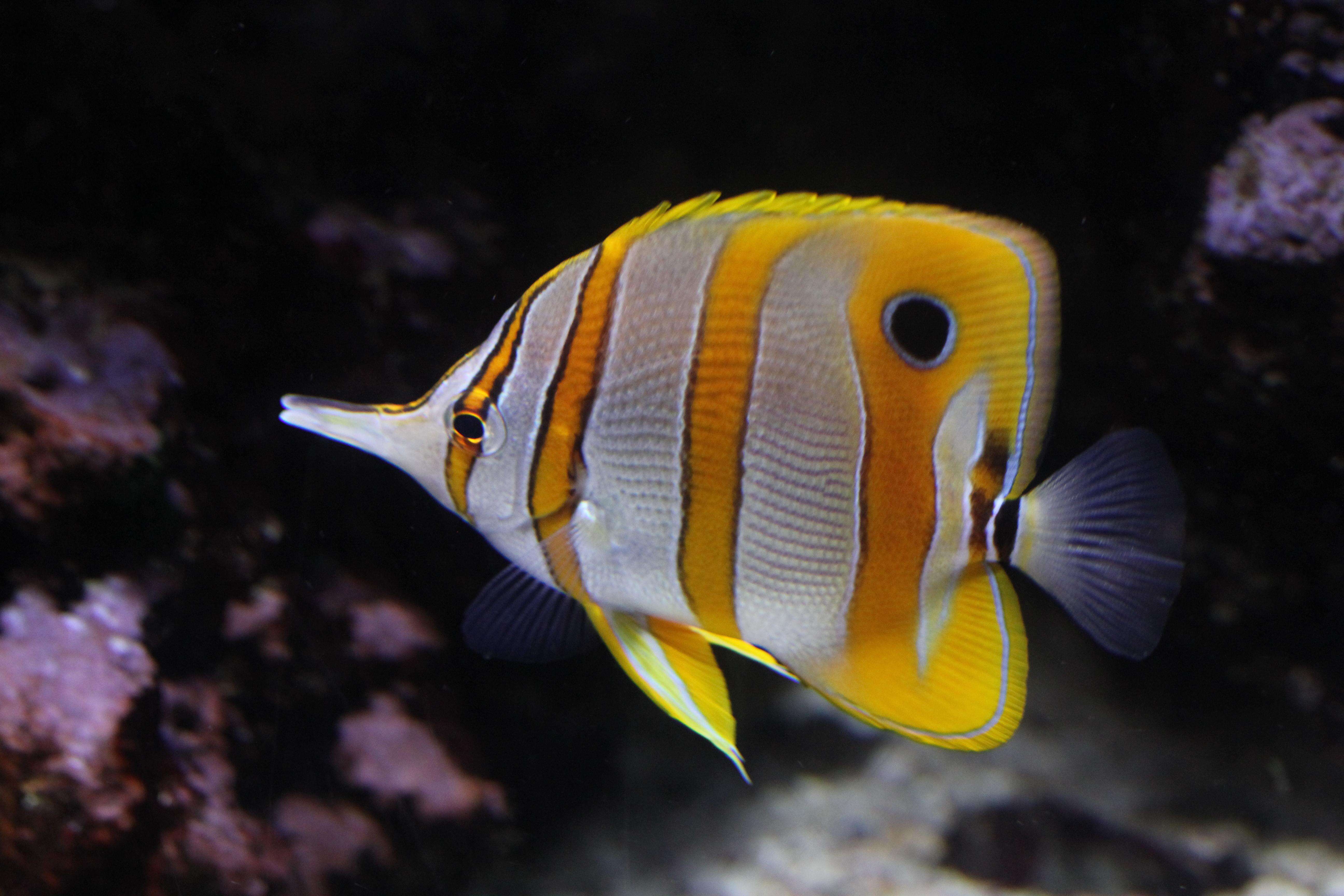 Image of Banded Longsnout Butterflyfish