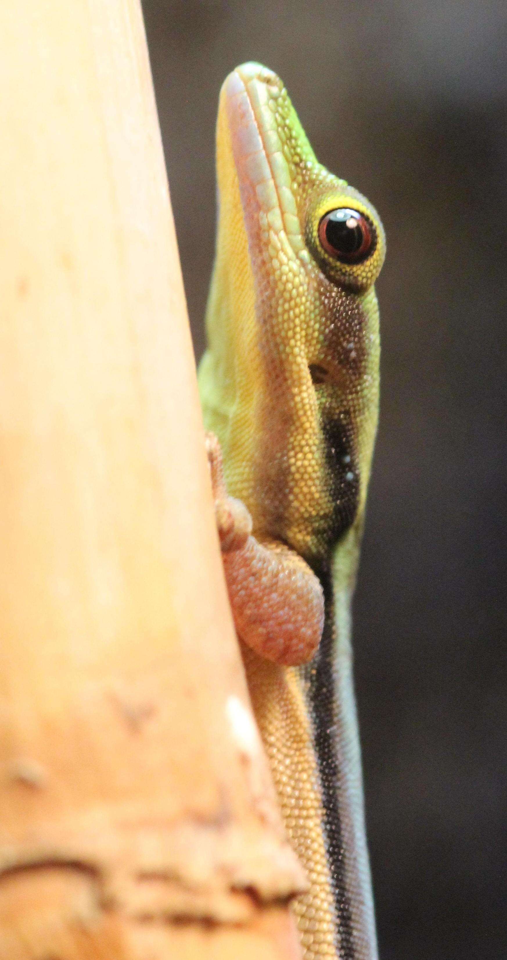 Image of Klemmer's day gecko