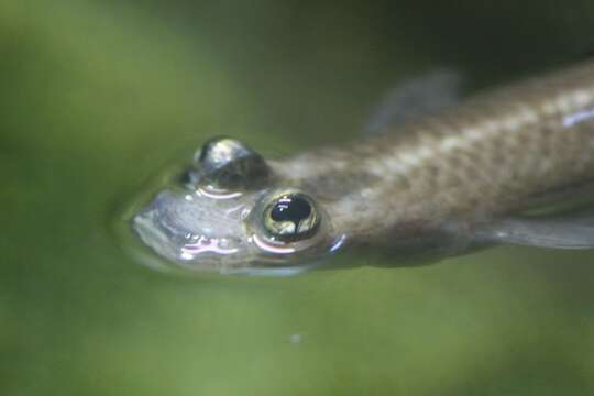 Image of Four-eyes