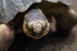 Image of Radiated Tortoise