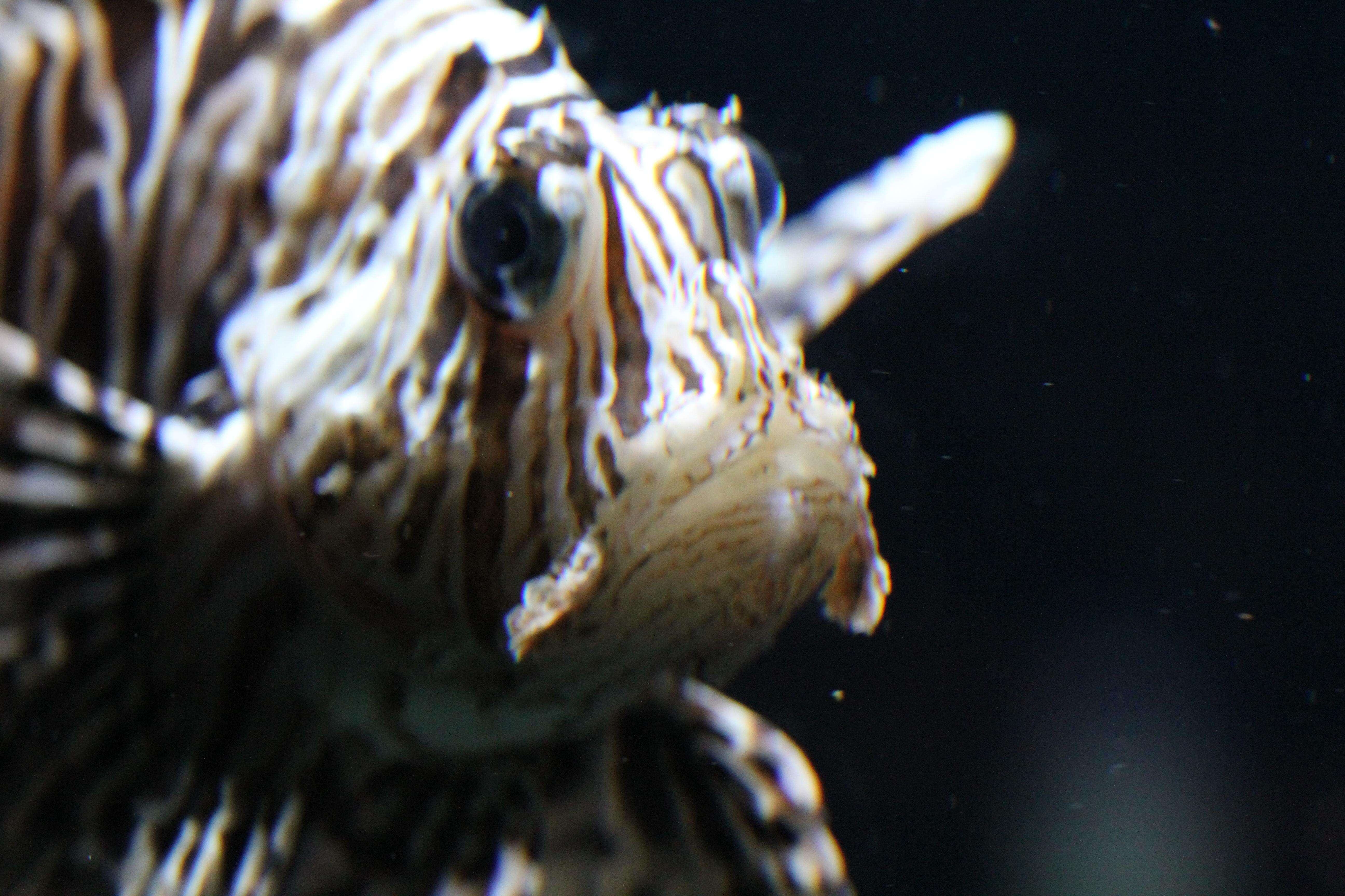 Image of Common lionfish