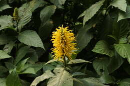 Image of Justicia aurea Schltdl.