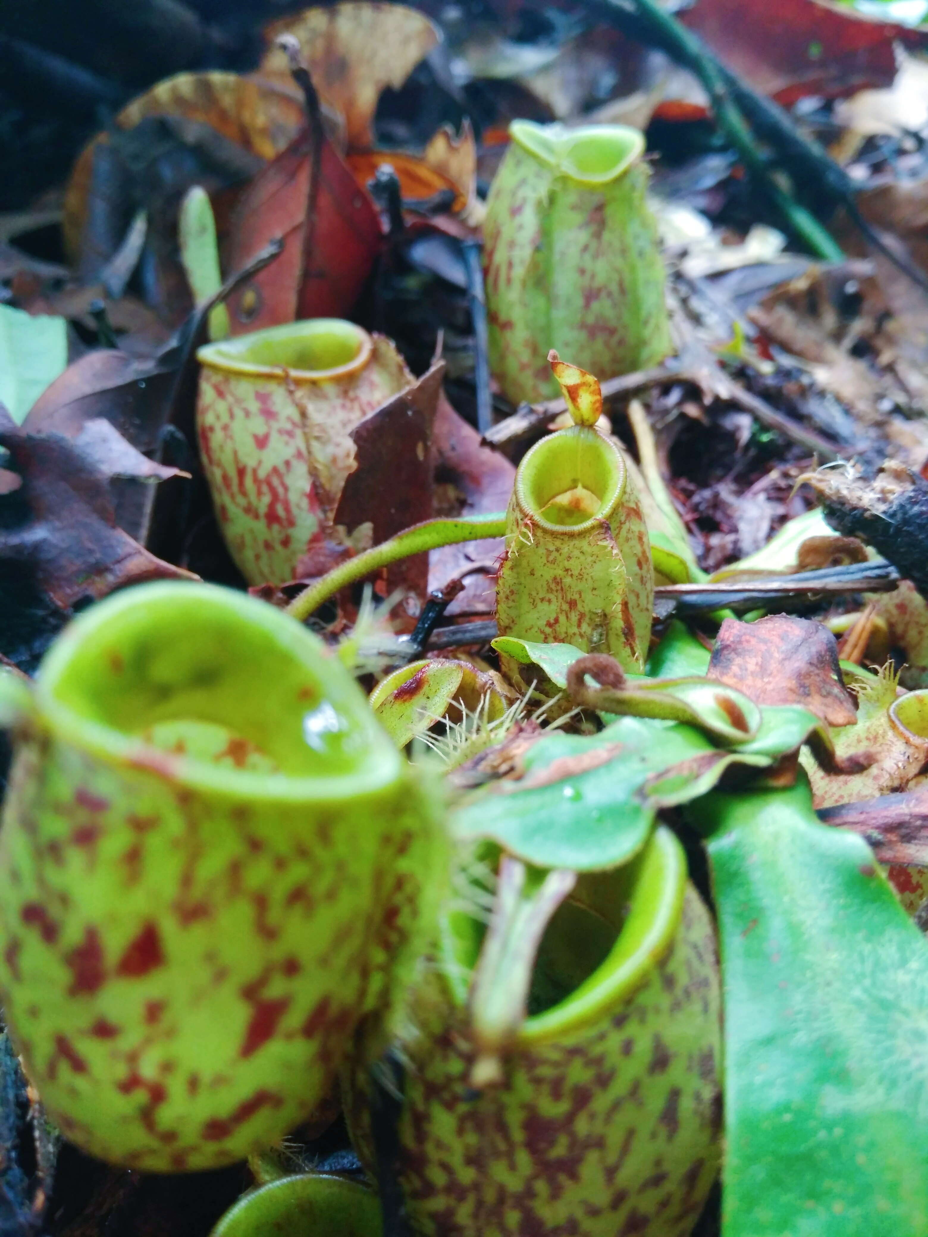 Image of Flask-Shaped Pitcher-Plant