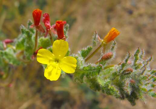 Image of Santa Cruz Island suncup