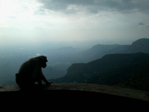 Image of Bonnet Macaque