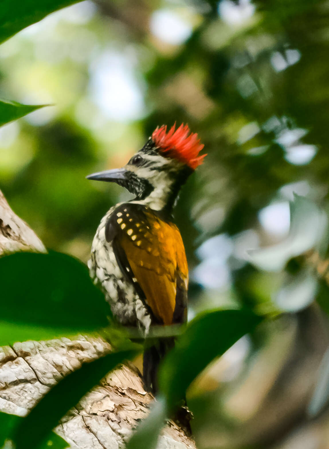 Image of Black-rumped Flameback