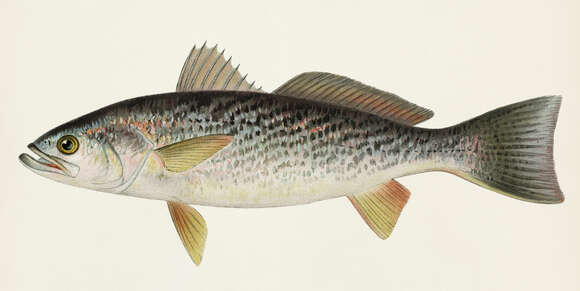 Image of Gray weakfish