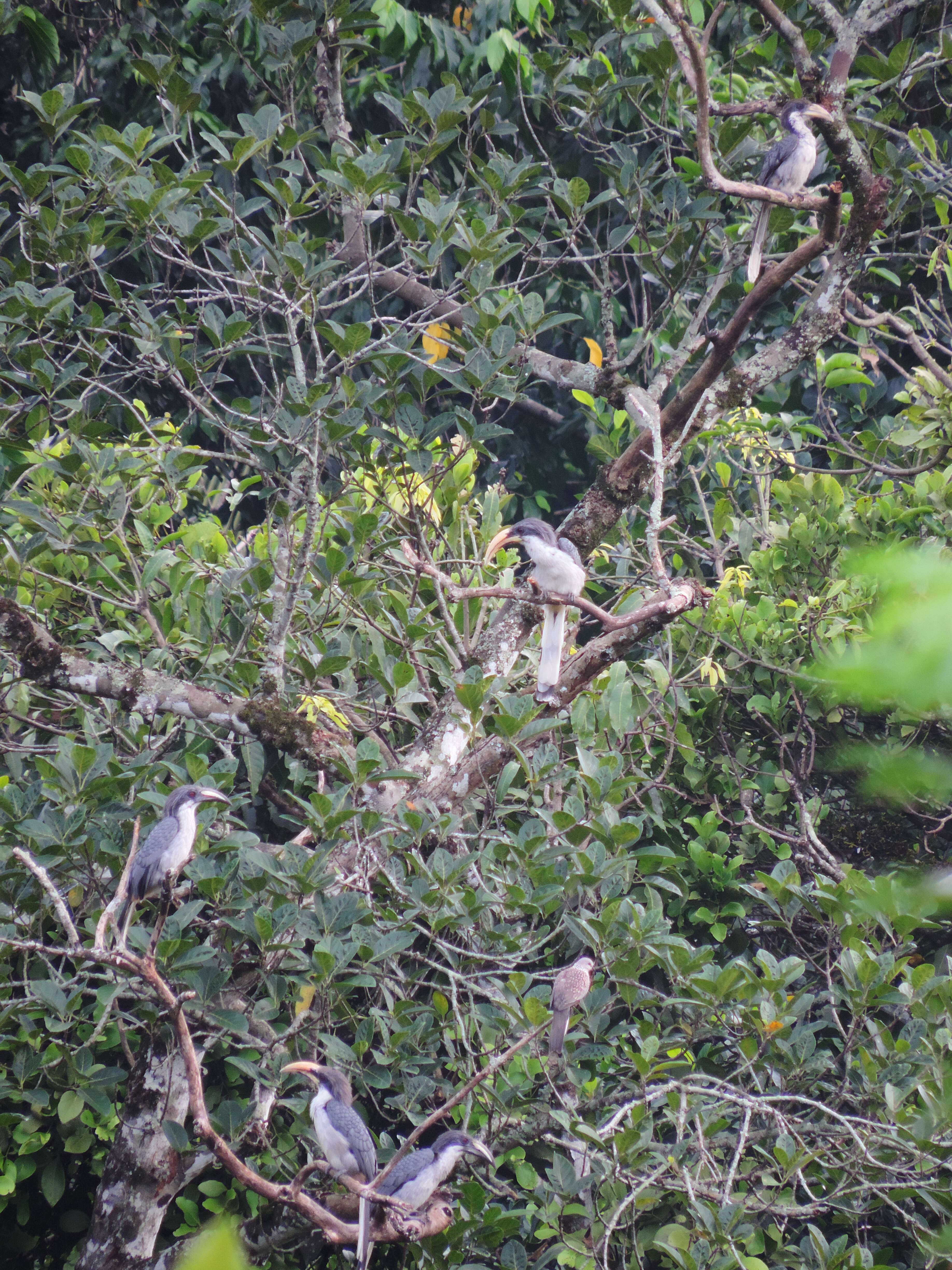 Image of Ceylon Grey-Hornbill