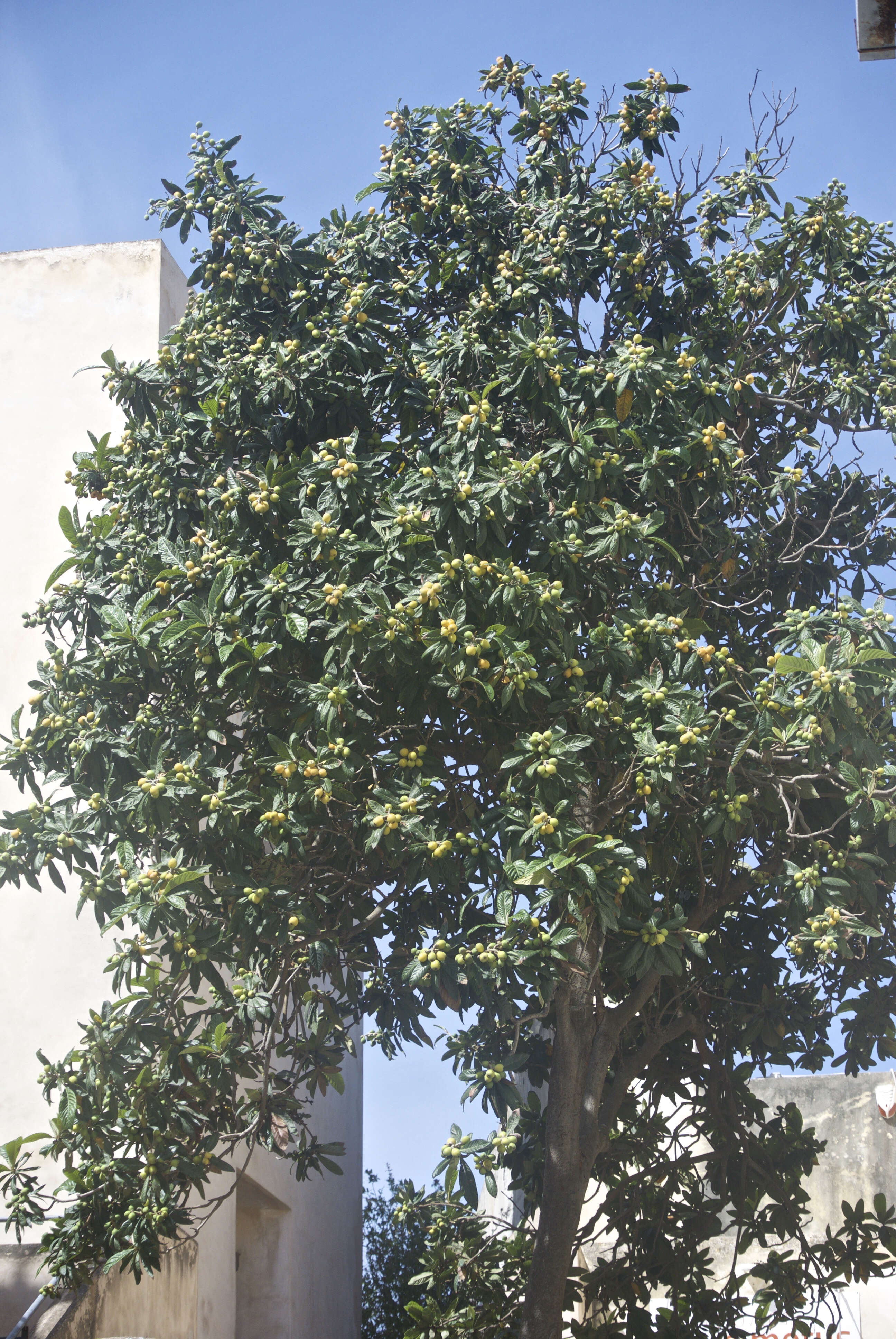 Image of loquat