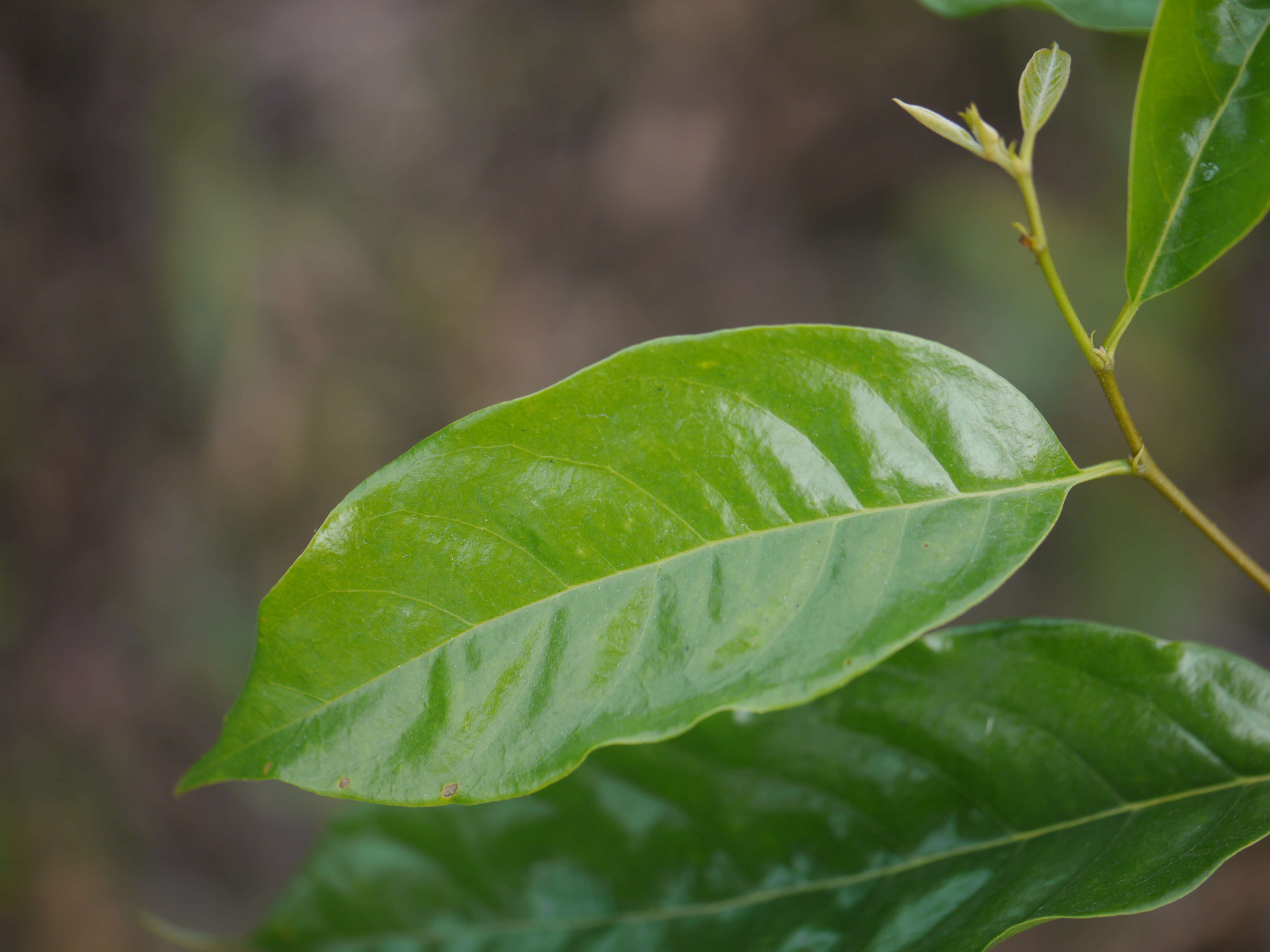 Image of Pygeum ceylanicum Gaertn.