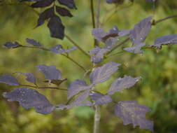 Image of Oroxylum