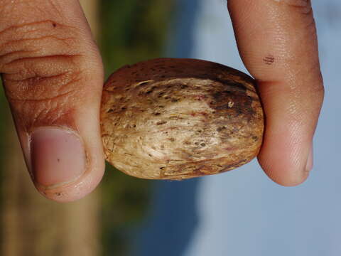 Image of Spondias pinnata (L. fil.) Kurz