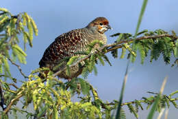 Image of Gray Francolin