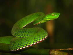 Image of Green Bamboo Leaf Pit Viper
