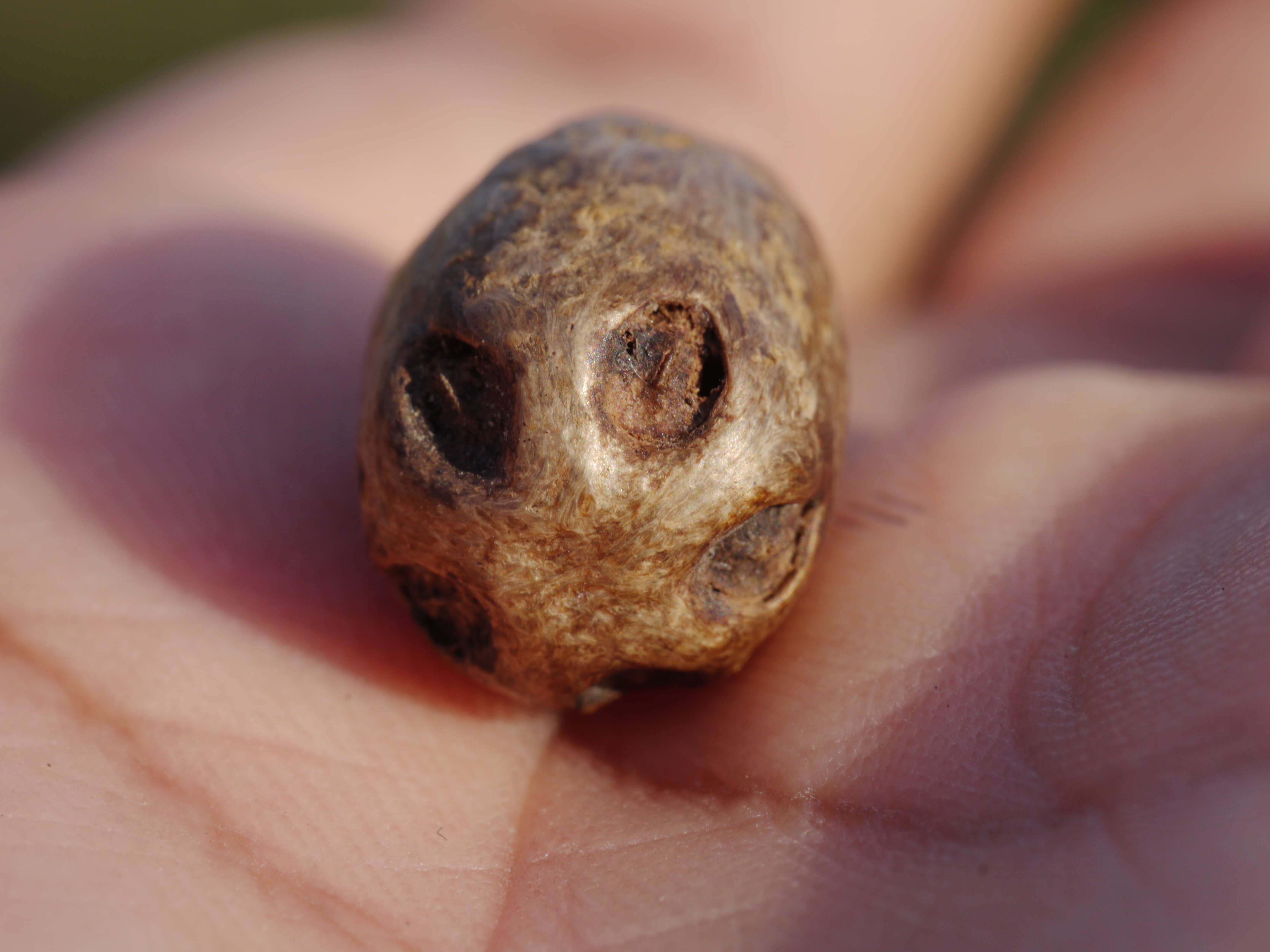 Image of Choerospondias axillaris (Roxb.) B. L. Burtt & A. W. Hill