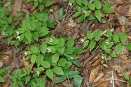 Image of Erythronium japonicum Decne.