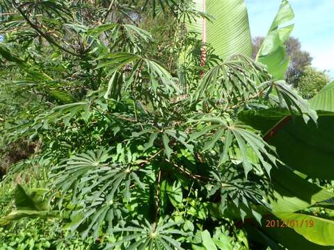 Image of cassava