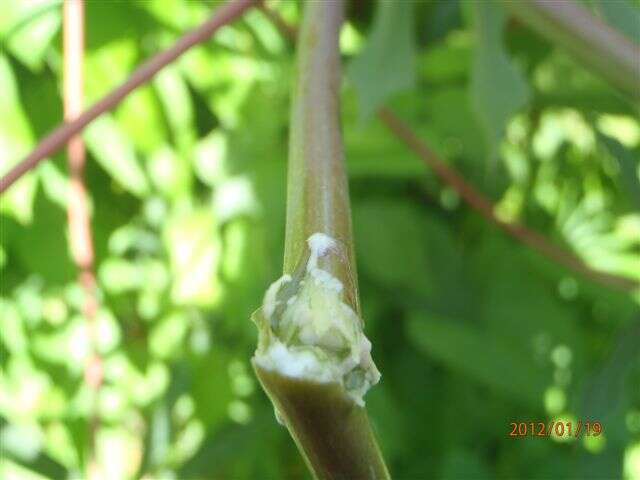 Image of cassava