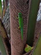 Image of Seychelles Small Day Gecko