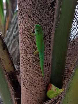 Imagem de Phelsuma astriata Tornier 1901