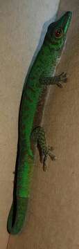 Imagem de Phelsuma astriata Tornier 1901