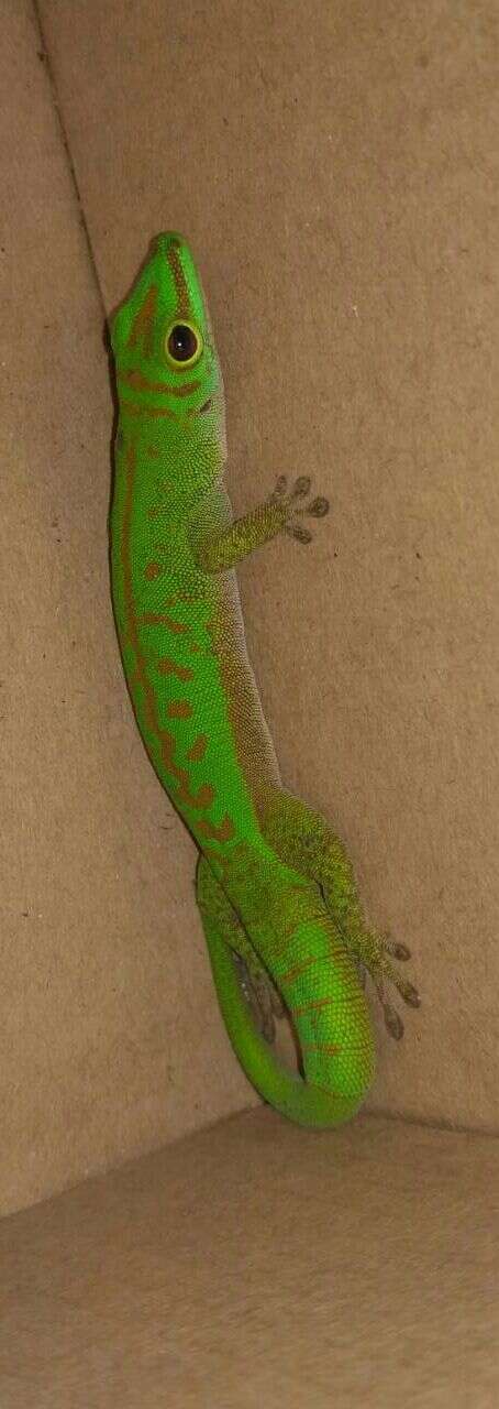 Imagem de Phelsuma astriata Tornier 1901