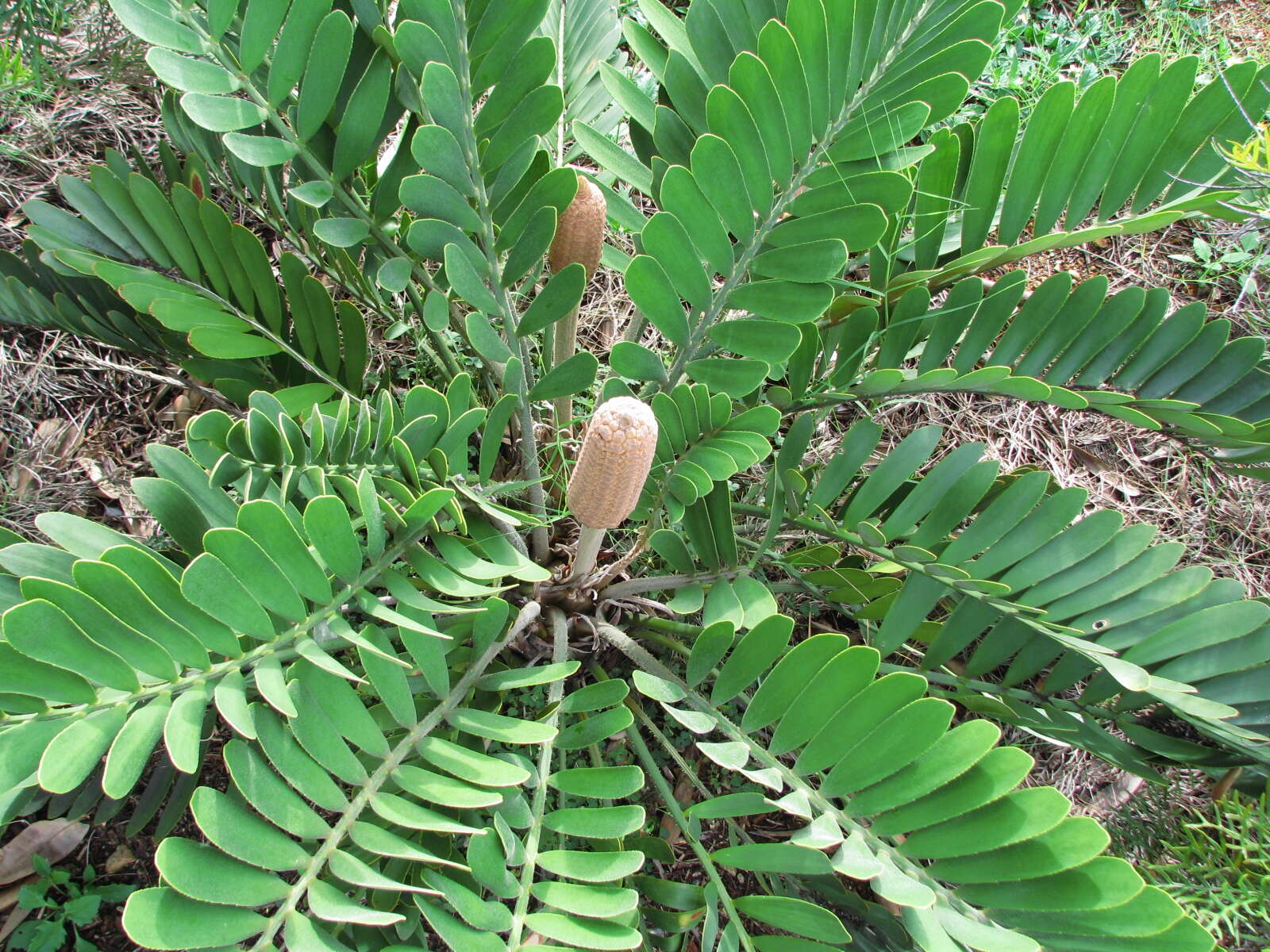 Image of Cardboard Palm