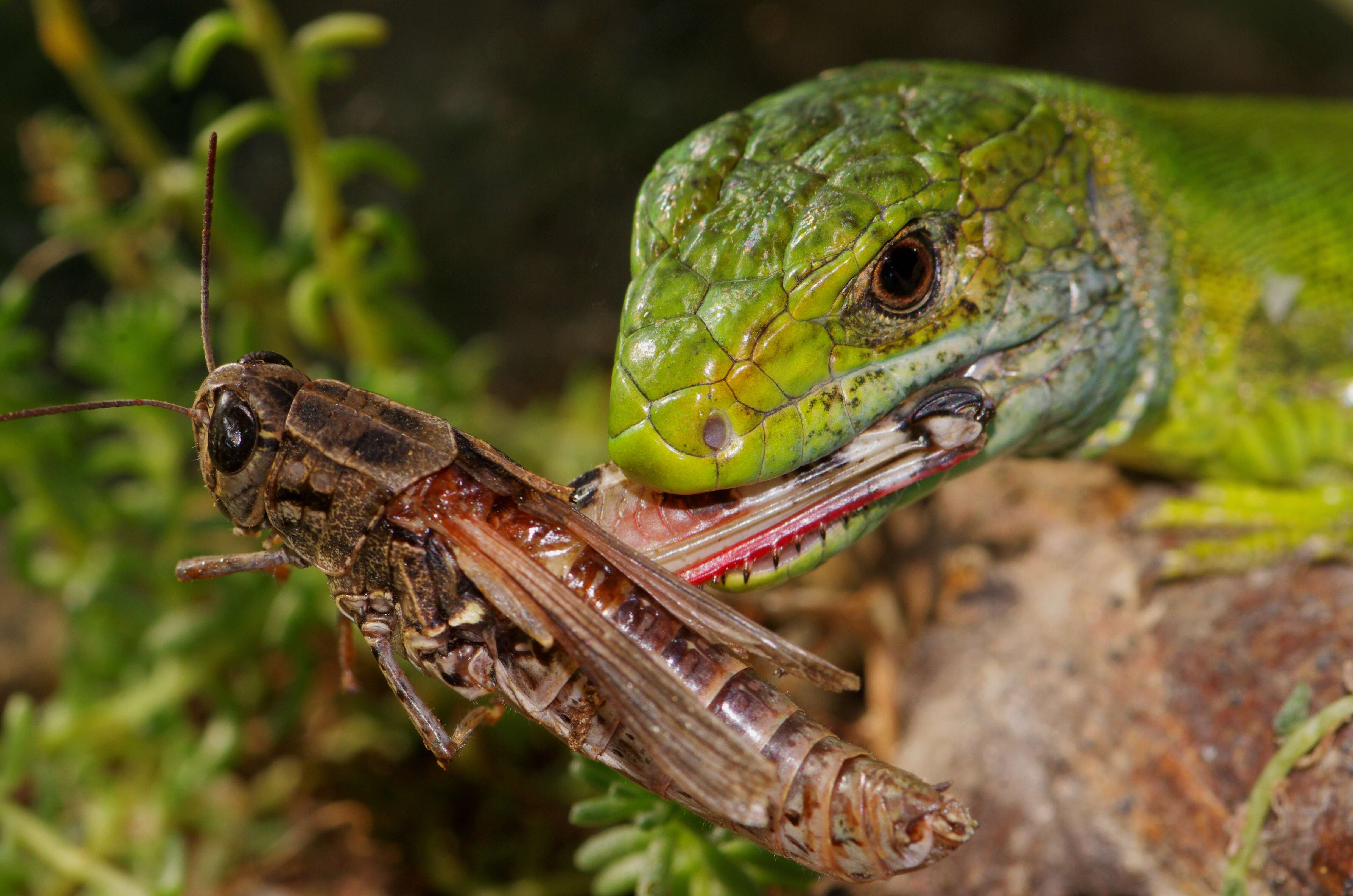 Image of Western Green Lizard