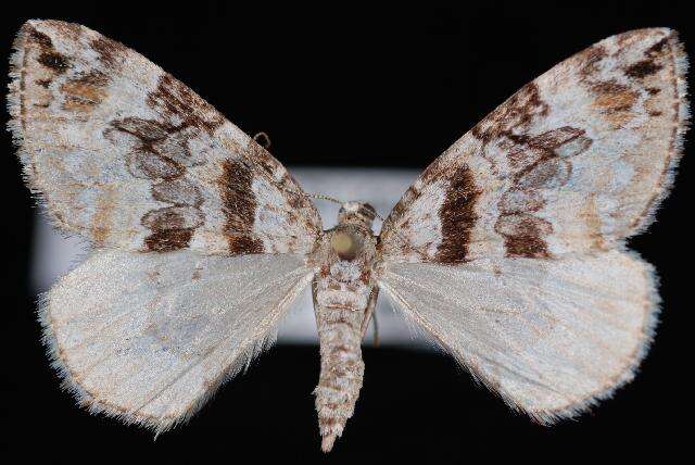 Image of Orange-barred Carpet