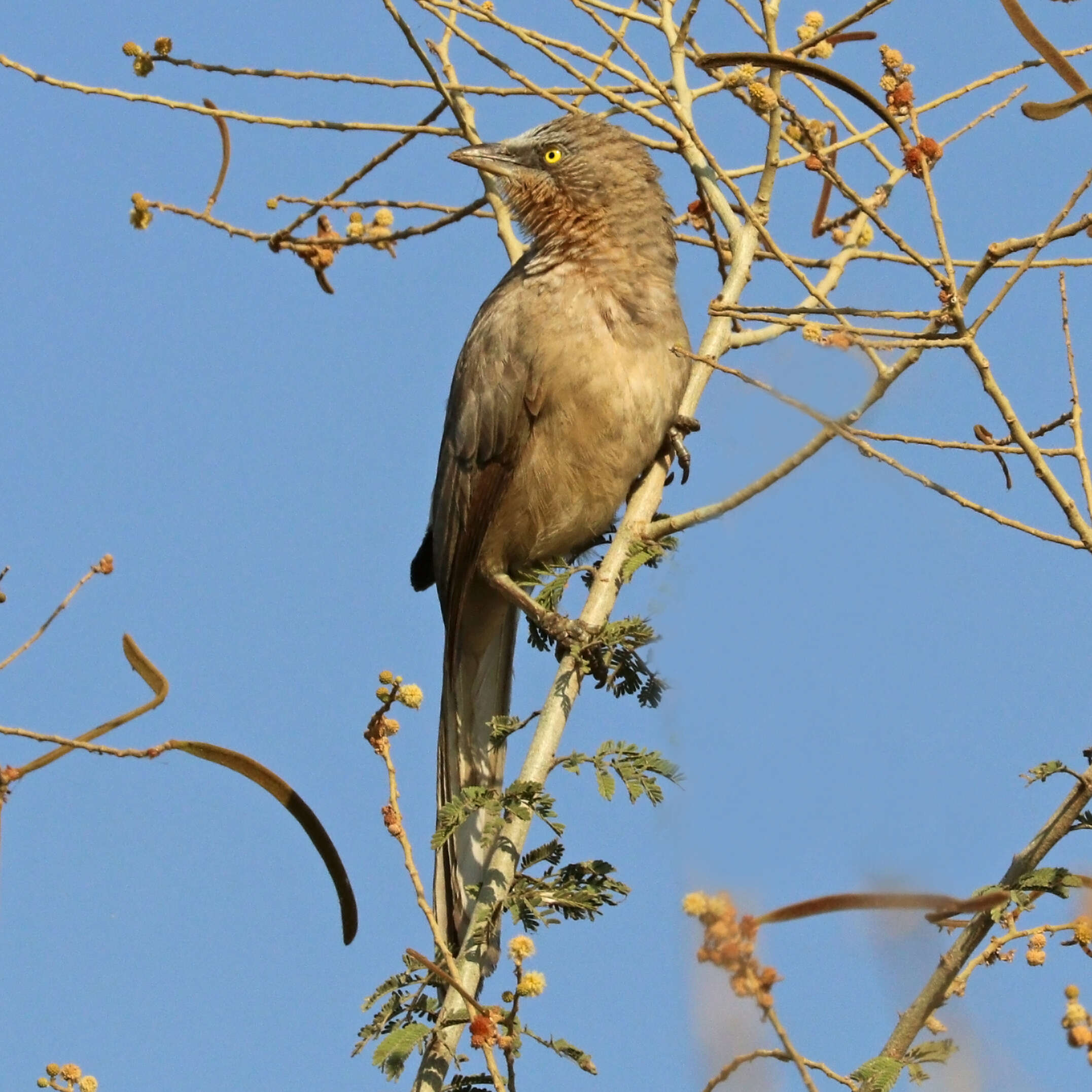 Image of Large Grey Babbler