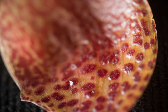 Image of Bulbophyllum pardalotum Garay, Hamer & Siegerist