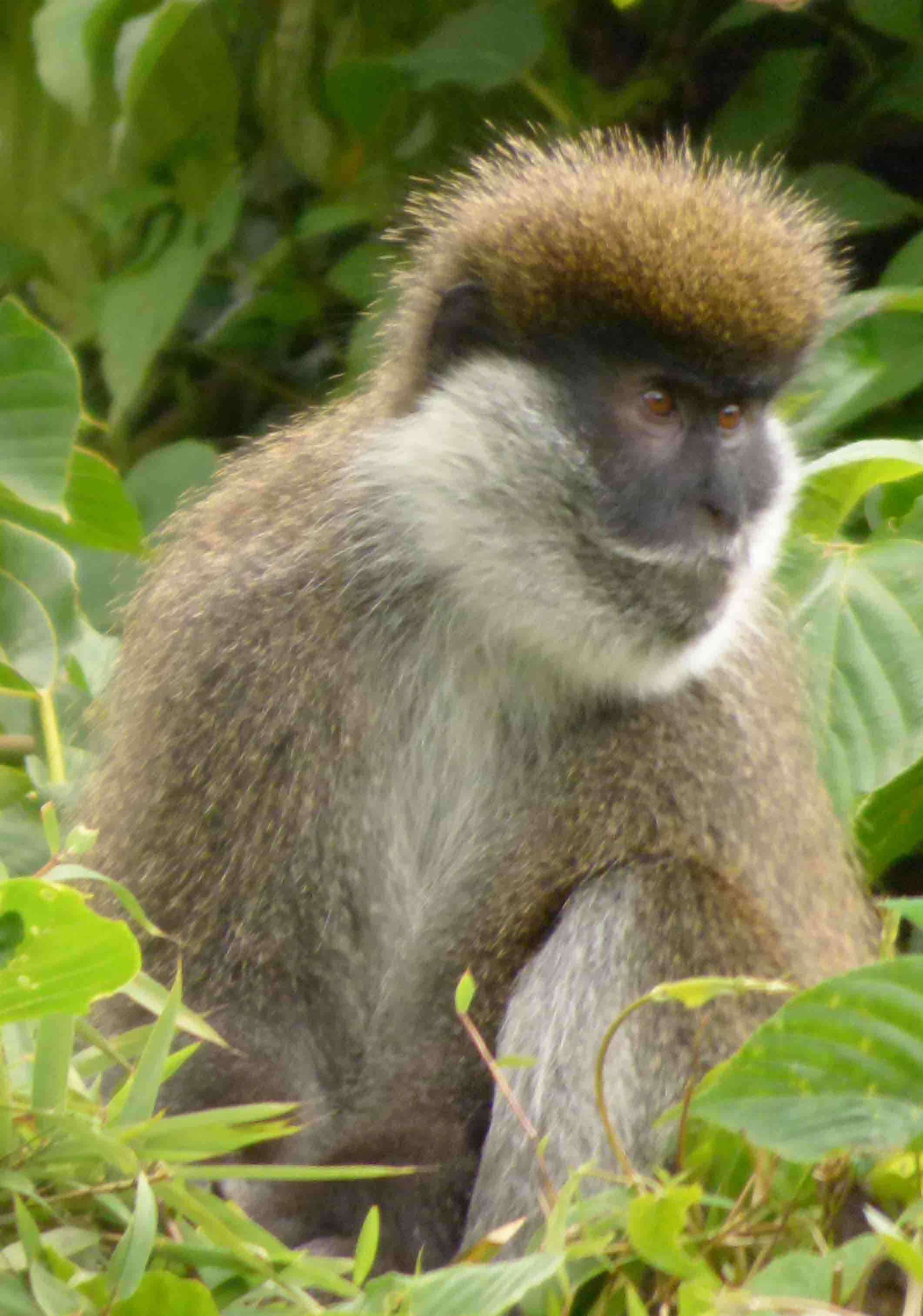 Image of Bale Monkey