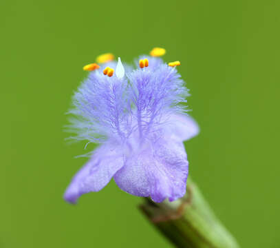 Image of Cyanotis axillaris (L.) D. Don ex Sweet