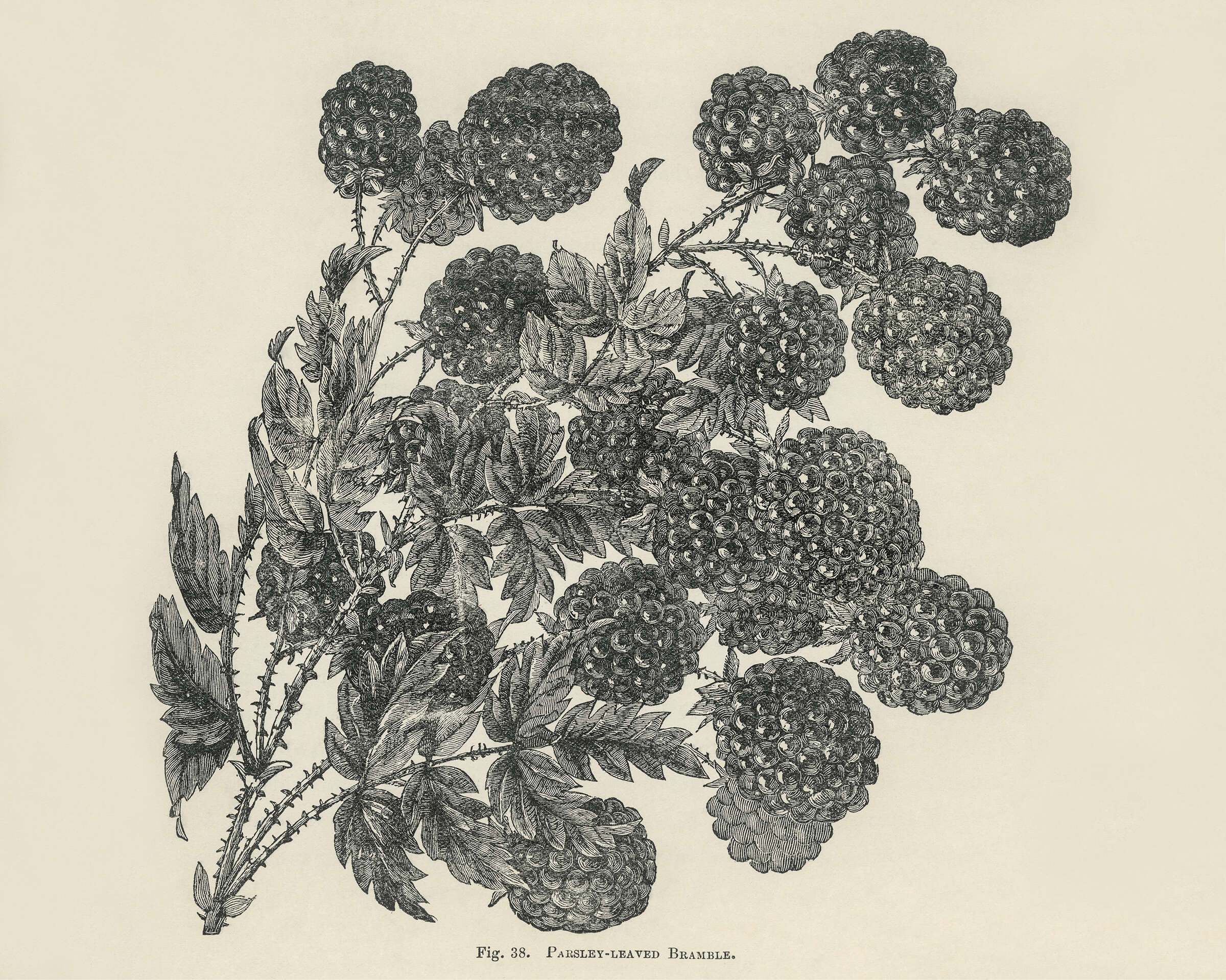 Image of cut-leaved bramble