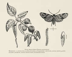 Image of red-barred tortrix