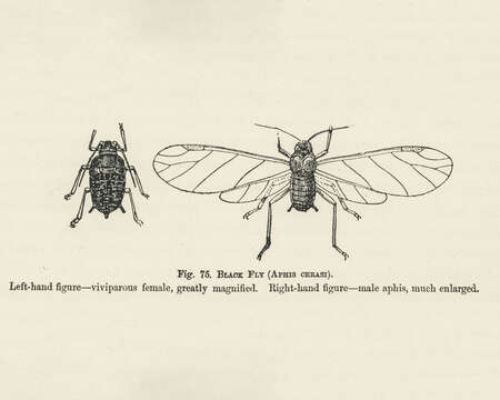 Image of Black Cherry Aphid