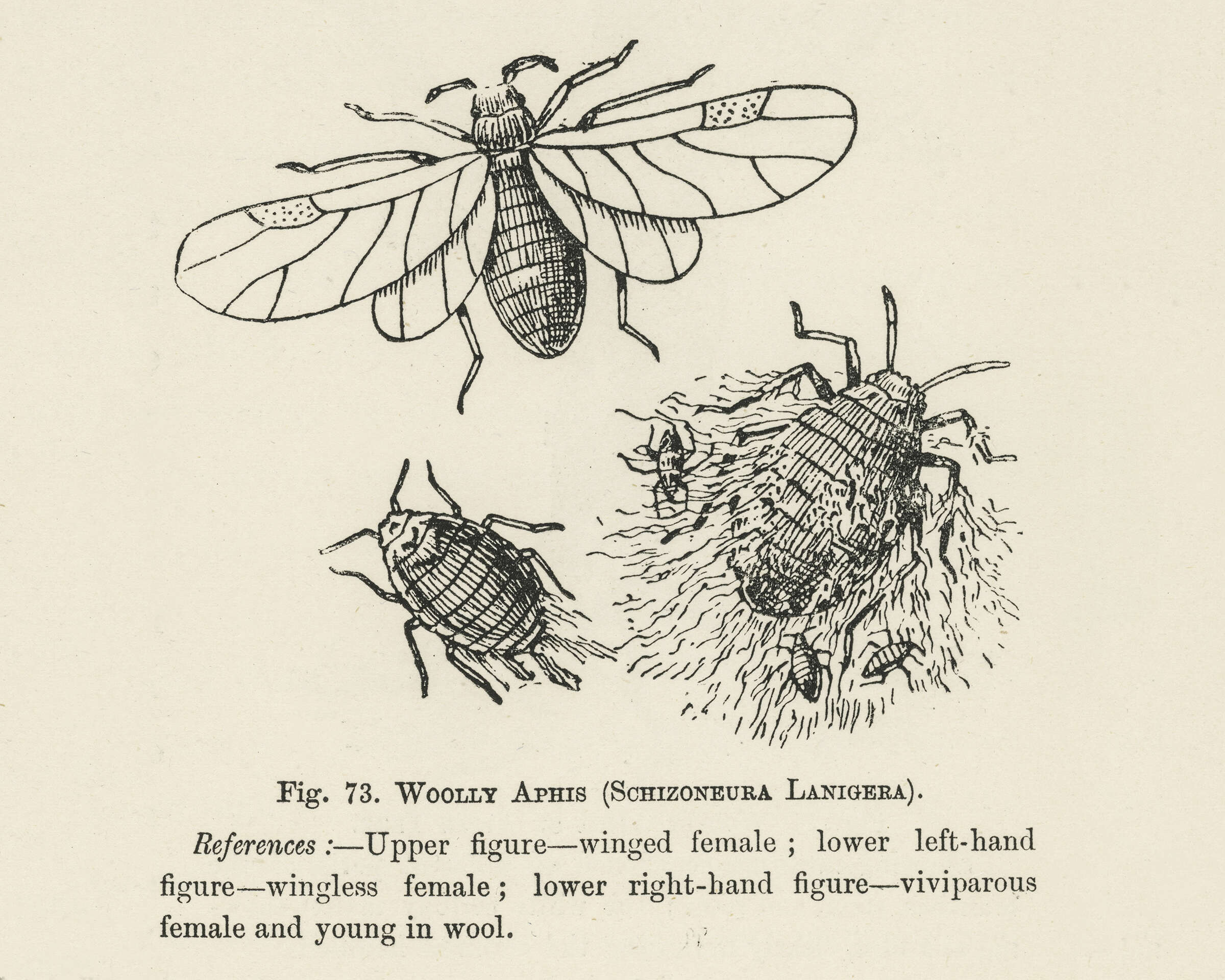 Image of Woolly Apple Aphid