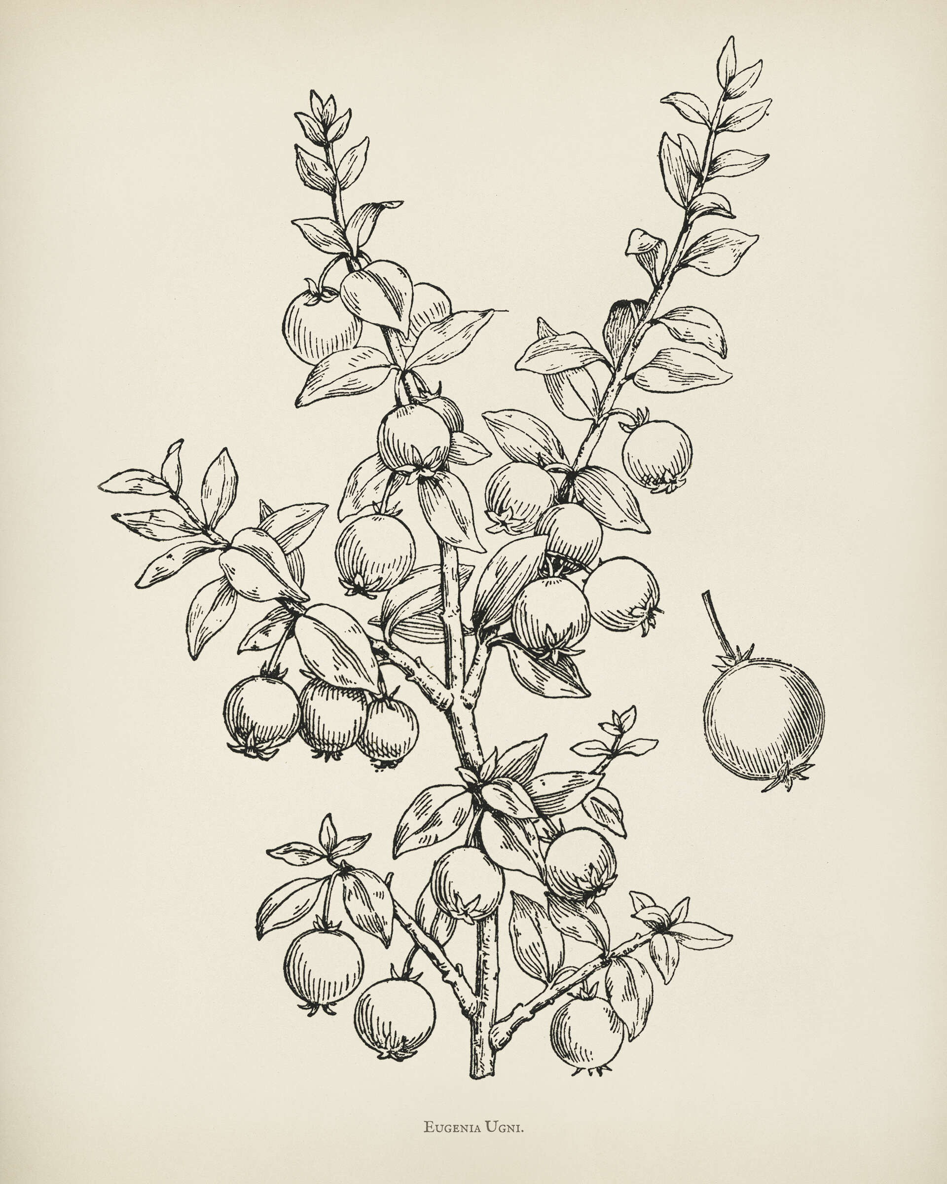 Image of Chilean guava