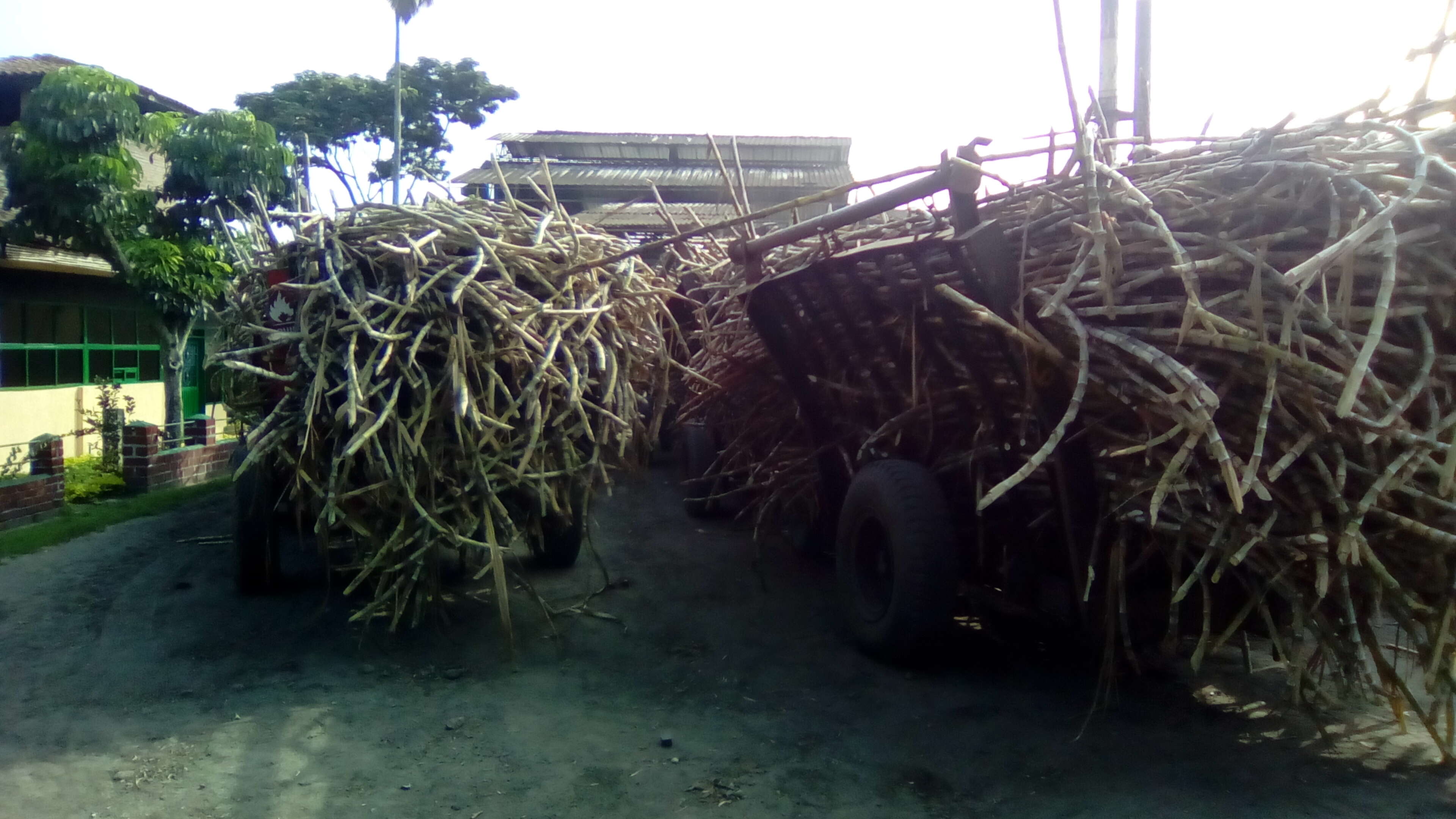 Image of sugarcane