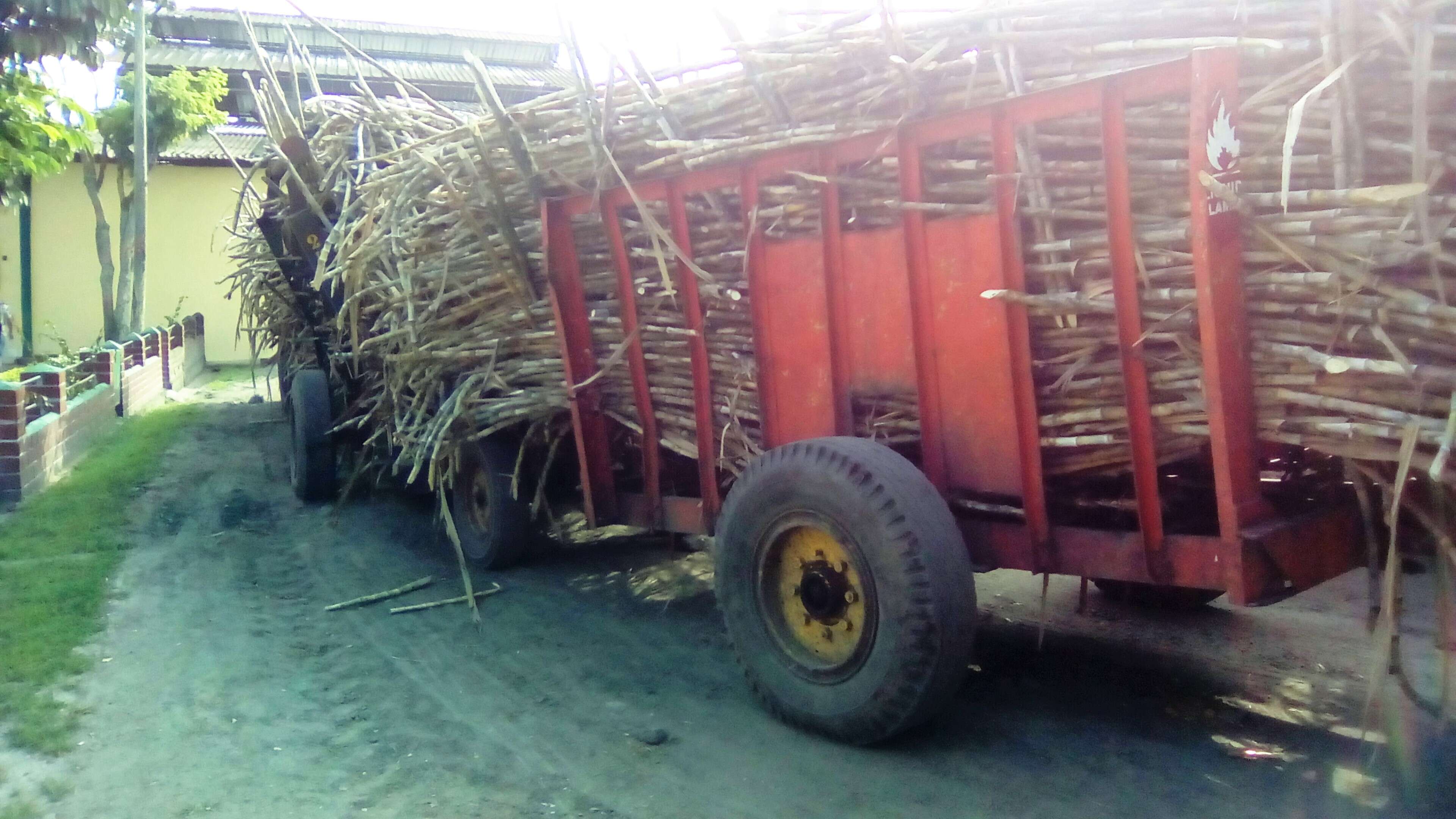 Image of sugarcane