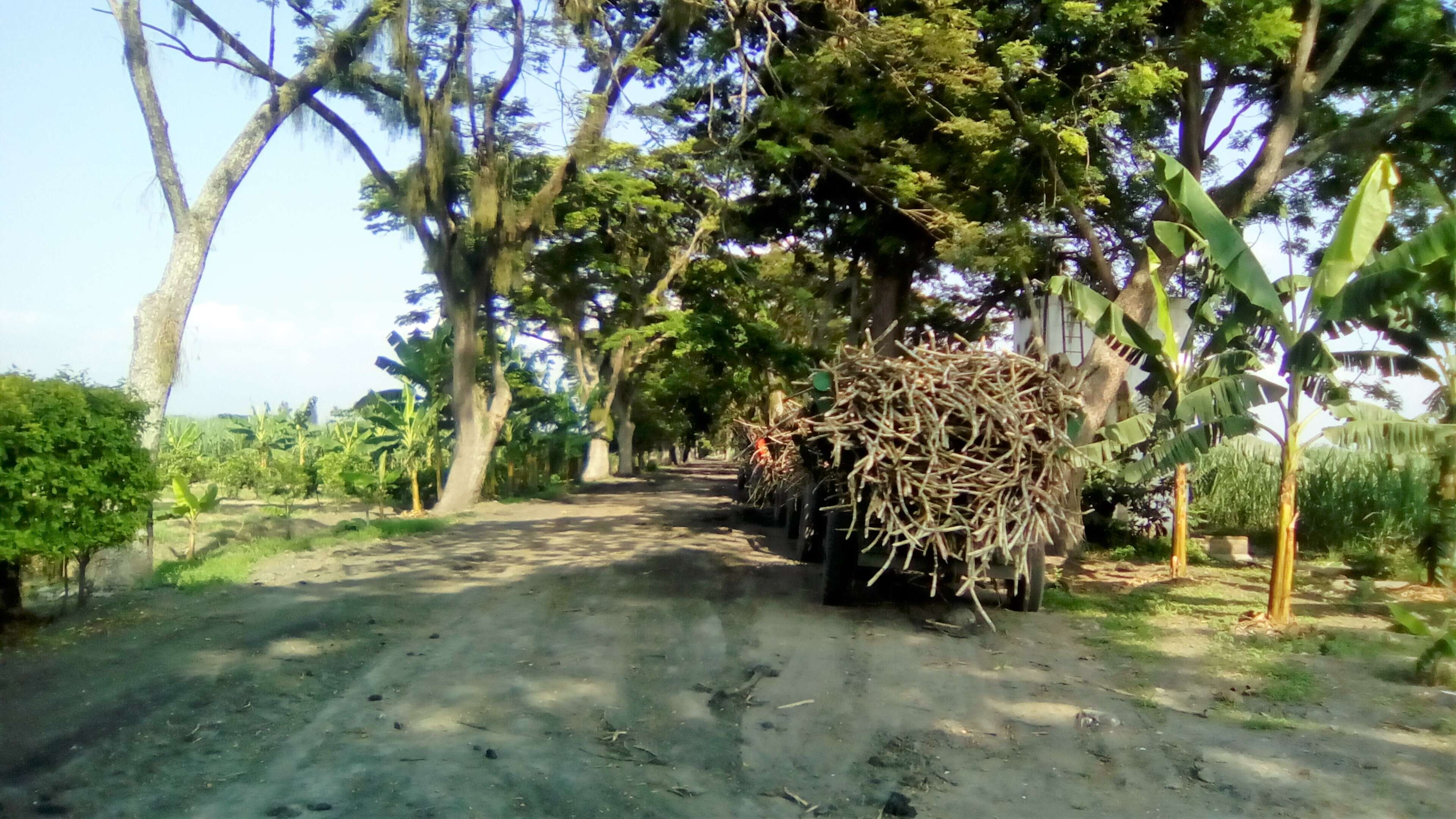 Image of sugarcane