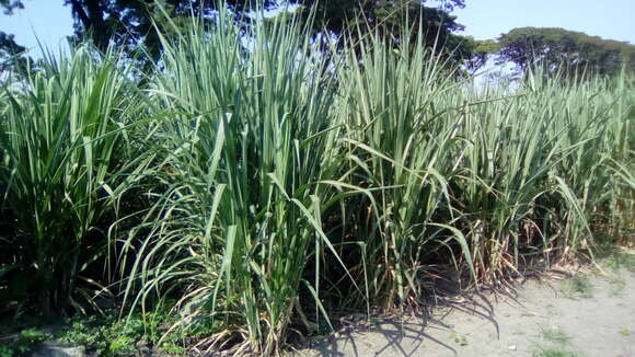 Image of sugarcane