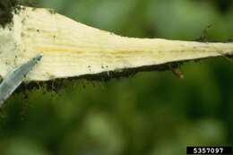 Image of Beta vulgaris subsp. vulgaris Altissima