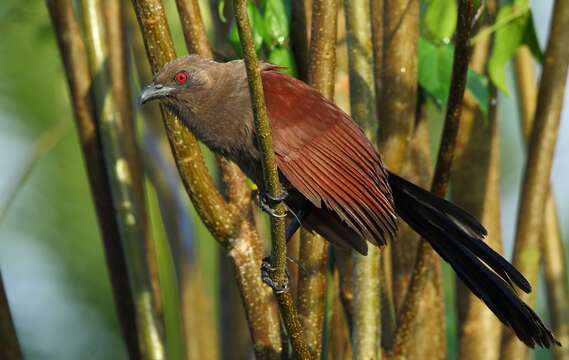 Image of Andaman Coucal