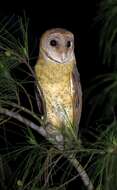 Image of Andaman Masked Owl