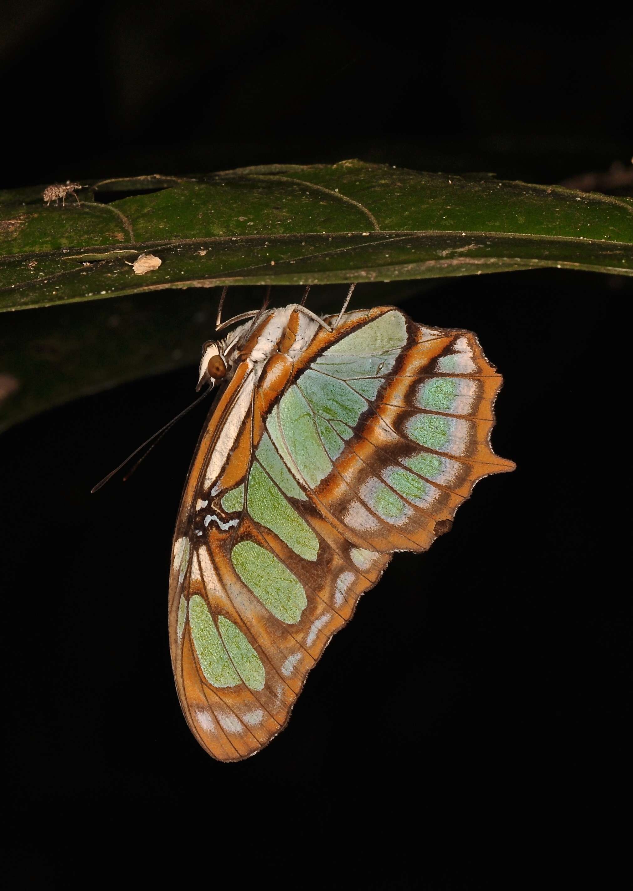 Image de Siproeta stelenes