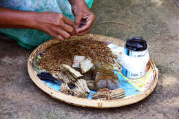 Imagem de Bauhinia racemosa Lam.