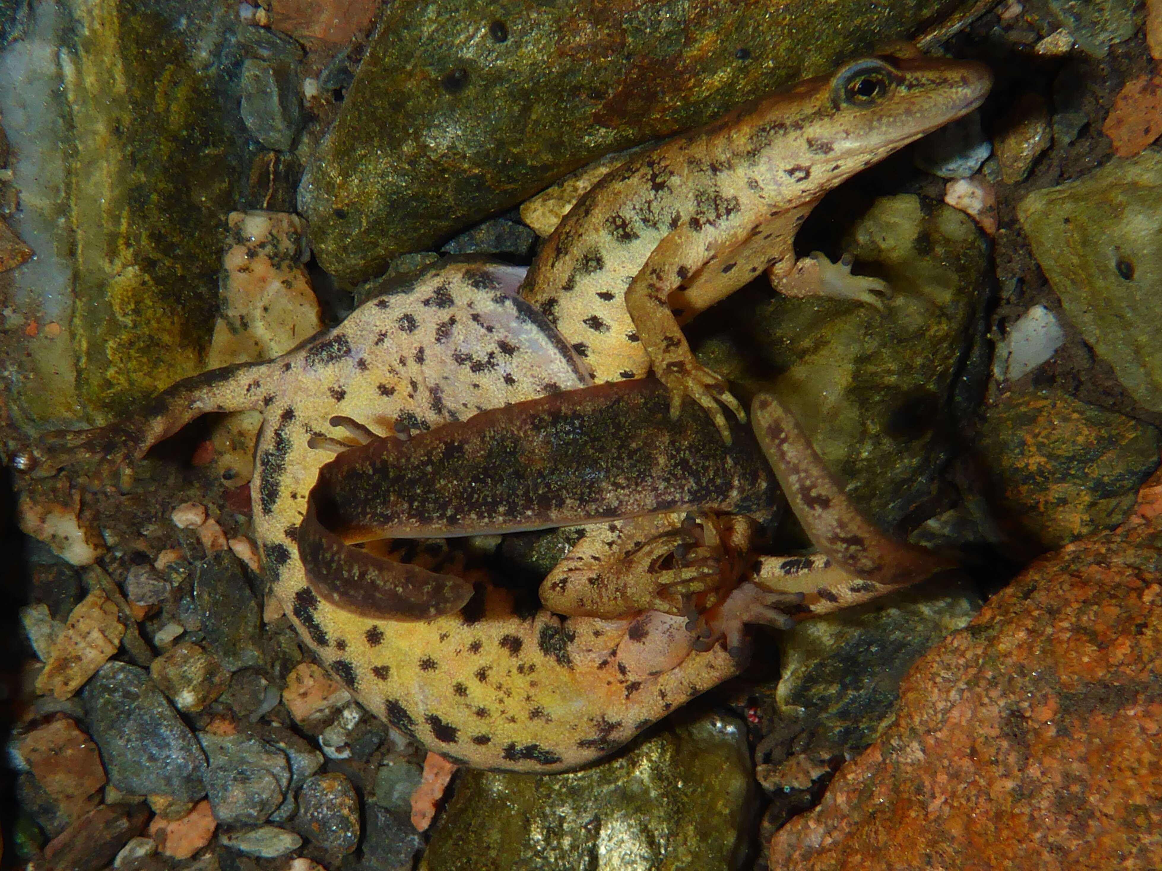 Image of Sardinian Brook Salamander